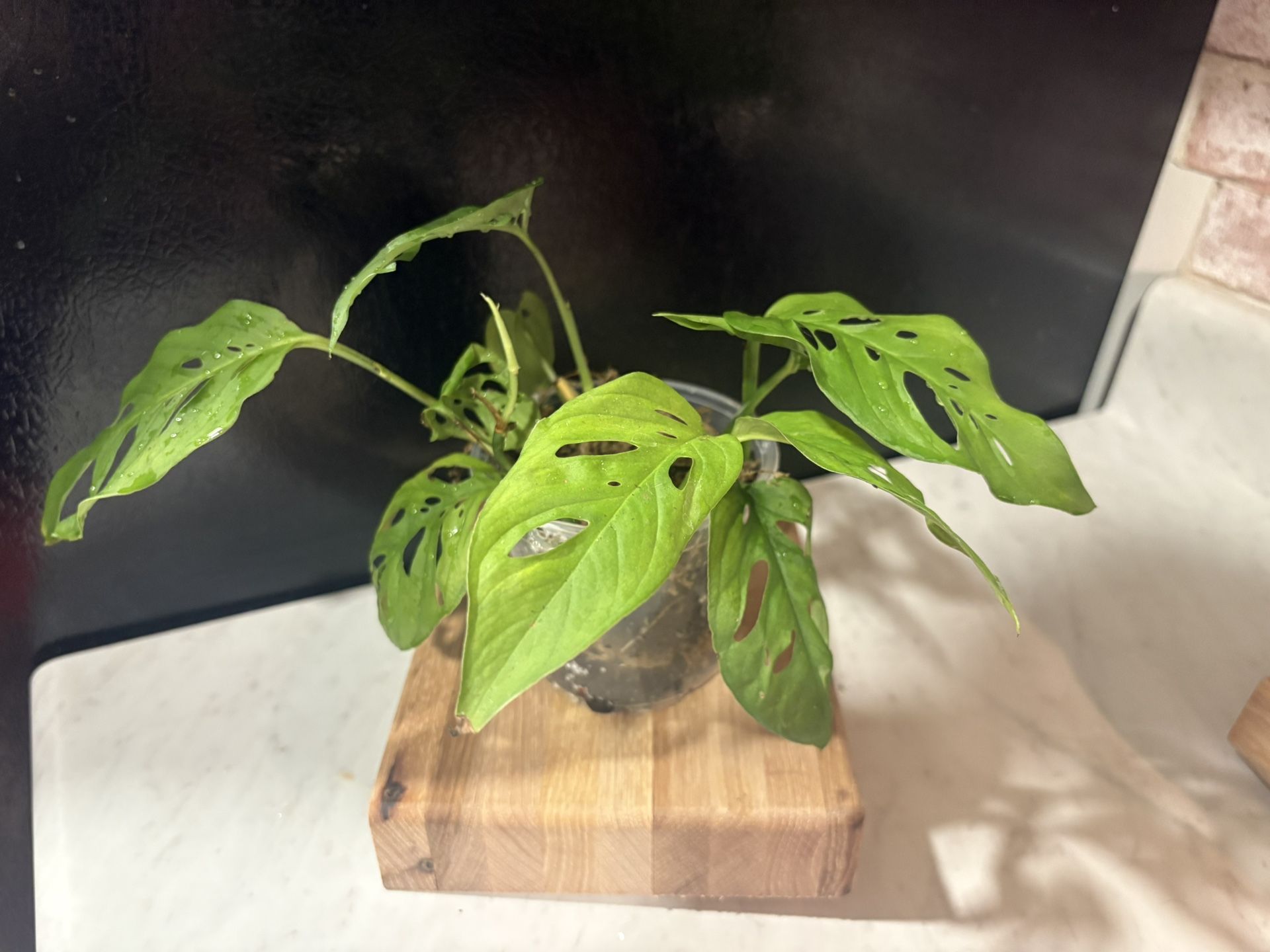 Swiss Cheese Monstera