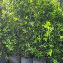 Beautiful Podocarpus Plants For Inmediate Privacy!!!  6 Feet Tall!!! Fertilized 