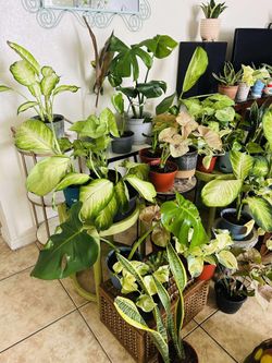 Large Houseplants Home Decor Live Plants - Phoenix (20 each)