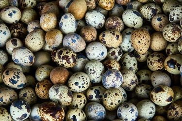 Fresh organic quail eggs fertilized