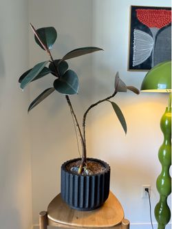Ficus
