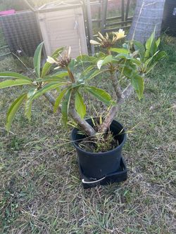 Yellow plumeria
