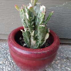 Opuntia Monacantha Variegata
