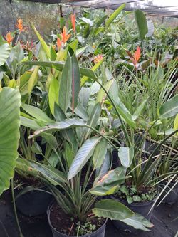 Heliconia plants on sale now from $45