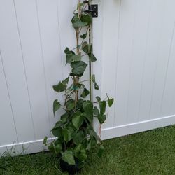 Betel Leaves (paan Pata) Plant (5 Ft Tall)