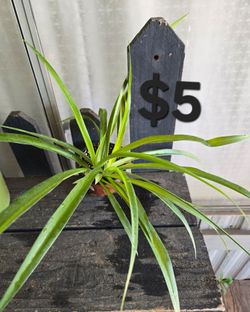 Green spider Plant