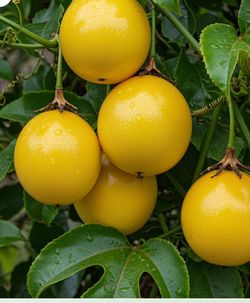 Yellow passion fruit tree