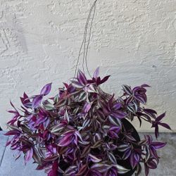 Hanging Tradescantia Zebrina