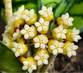 Hoya Calistrophylla Vena with pedancle