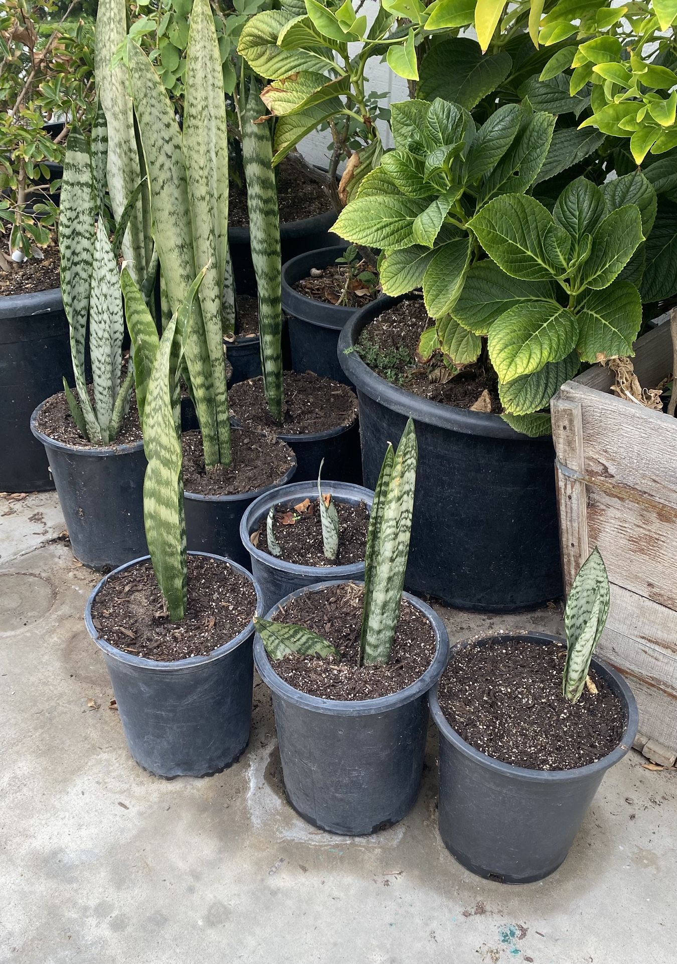 Snake Plants