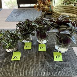 12+ Tradescantia Rooted Cuttings. Sammamish, Beaver Lake