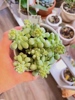 Graptoveria ‘Cute Beans’