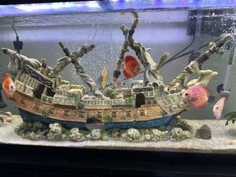 Boat For Fishing