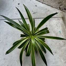 Agave Americana Variegated 6” Live Plant
