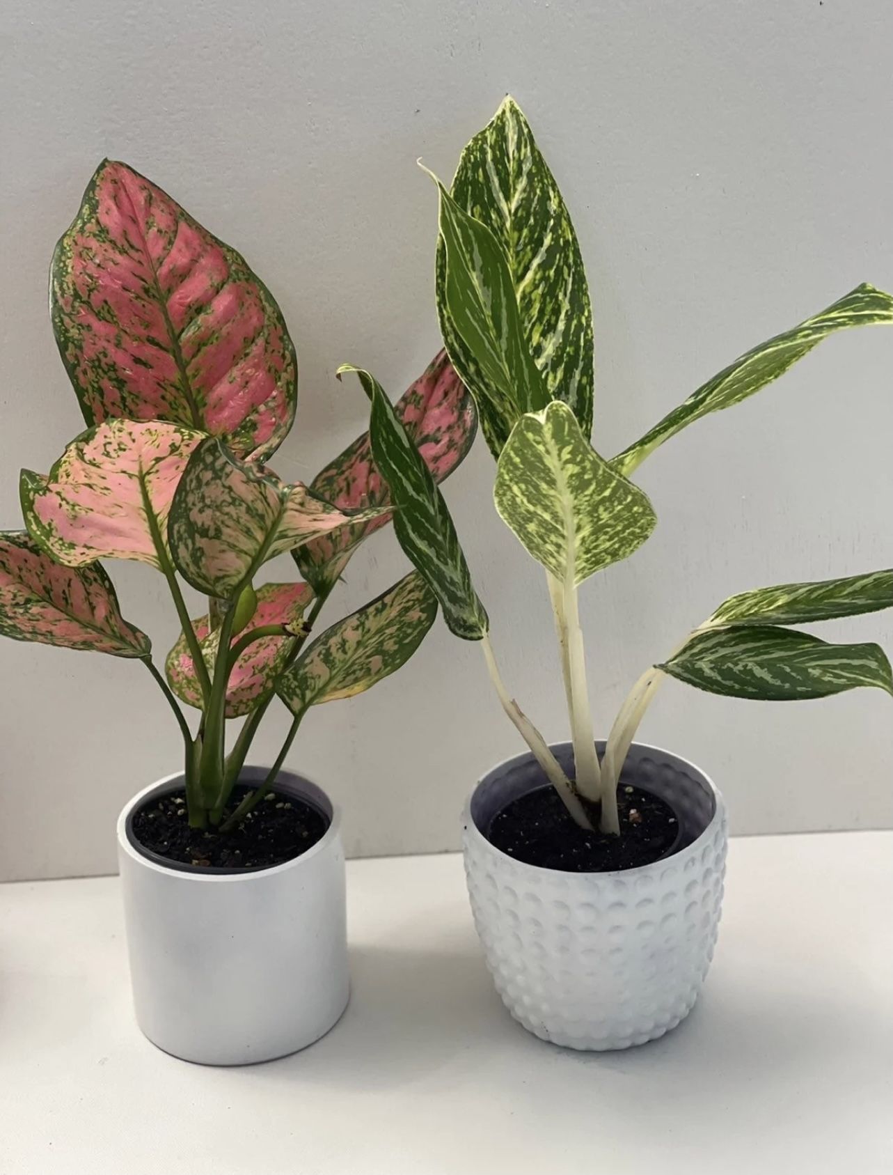 Rare Aglaonema Bundle 2 Plants