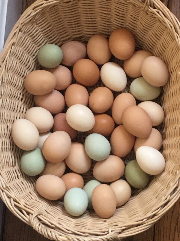 FRESH FERTILE HATCHING CHICKEN EGGS for Sale in Duxbury, MA OfferUp