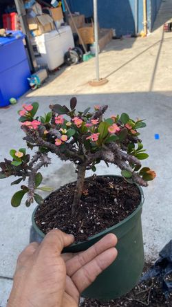 Corona de Cristo bonsai