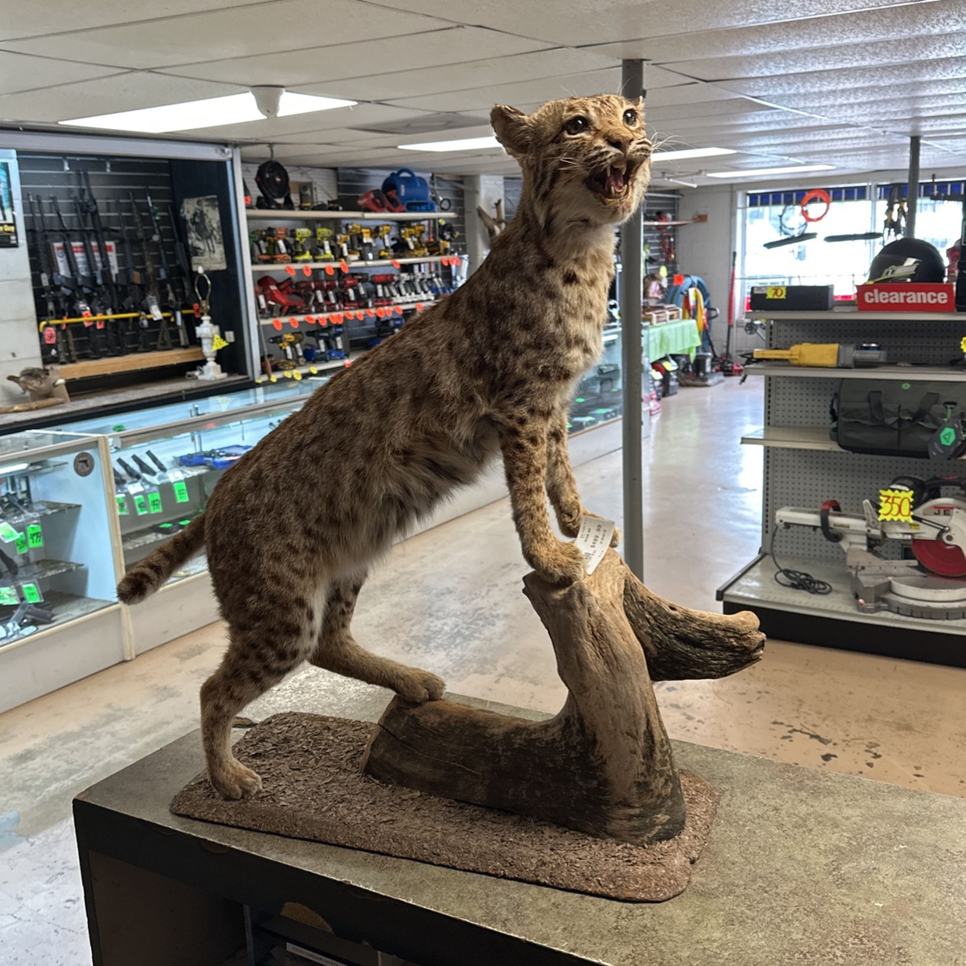 Bobcat Taxidermy 