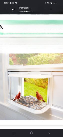 Bird window feeder
