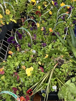 lots Of Flowers For Sale 