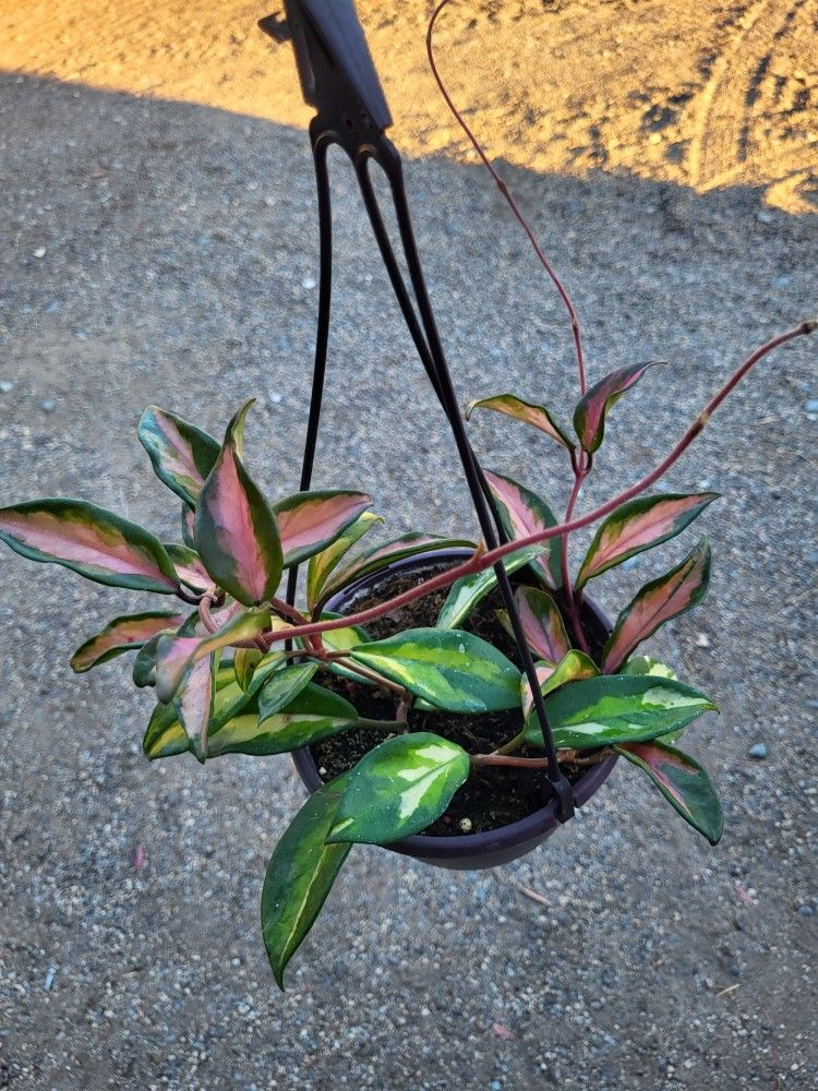 Hoya Plant 6" Pot