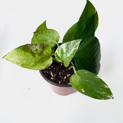 golden pothos plant