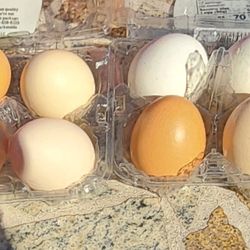 Chicken Eggs
