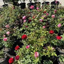 Rose Bush