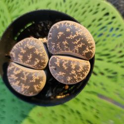 PLANT AND SUCCULENT SALE ALL THIS WEEK IN SAN LORENZO  THIS WEEK !!