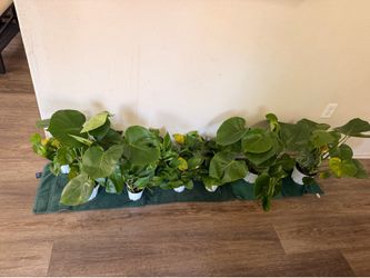 Indoor plants