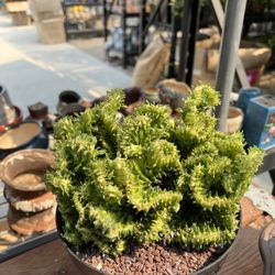Big Lactea Crest Variegated Cactus Imported