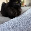 Carlos