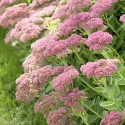 Autumn Joy Sedum Plants