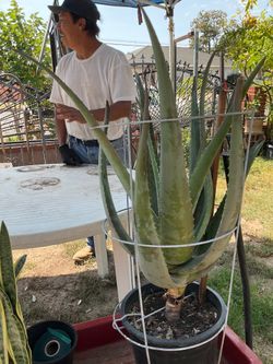 PLANTS, TREES, CHILES,ALOE, PALM TREES, ETC ALOT OF HOUSE PLANTS