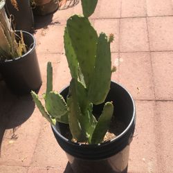Cactus Plant  Planta De Nopal 