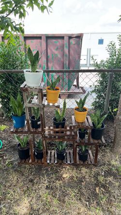 Snake plants for sale