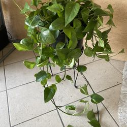 Golden Pothos Plant