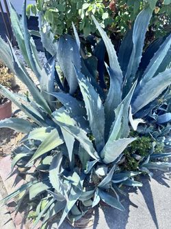 Blue Agave Plants  Free 
