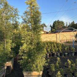Podocarpus Privacy Hedge