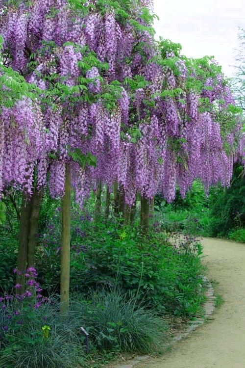 Wisteria Trees