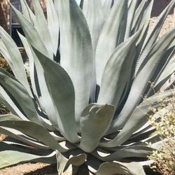 Super Large Agave
