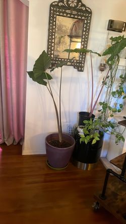 Elephant ear plant