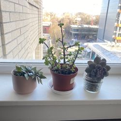 Set Of 3 Succulent Plants