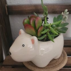 Small Ceramic Polar Bear Pot with Live Succulents