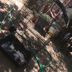 Bird Cage