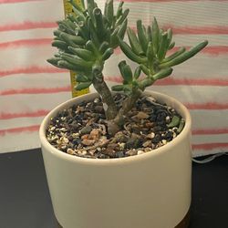 Succulent Gollum Jade Crassula Ovata   planta Natural viva