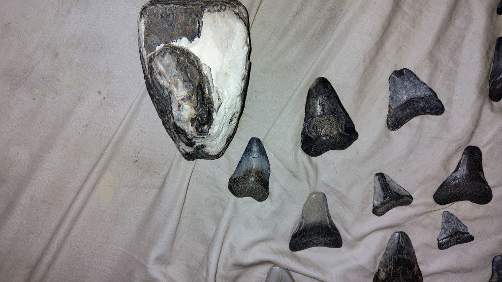 Shark Teeth 