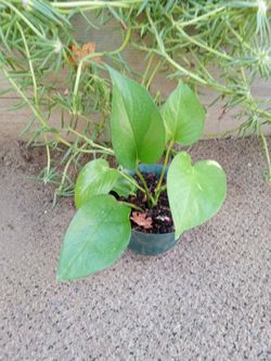 Planta