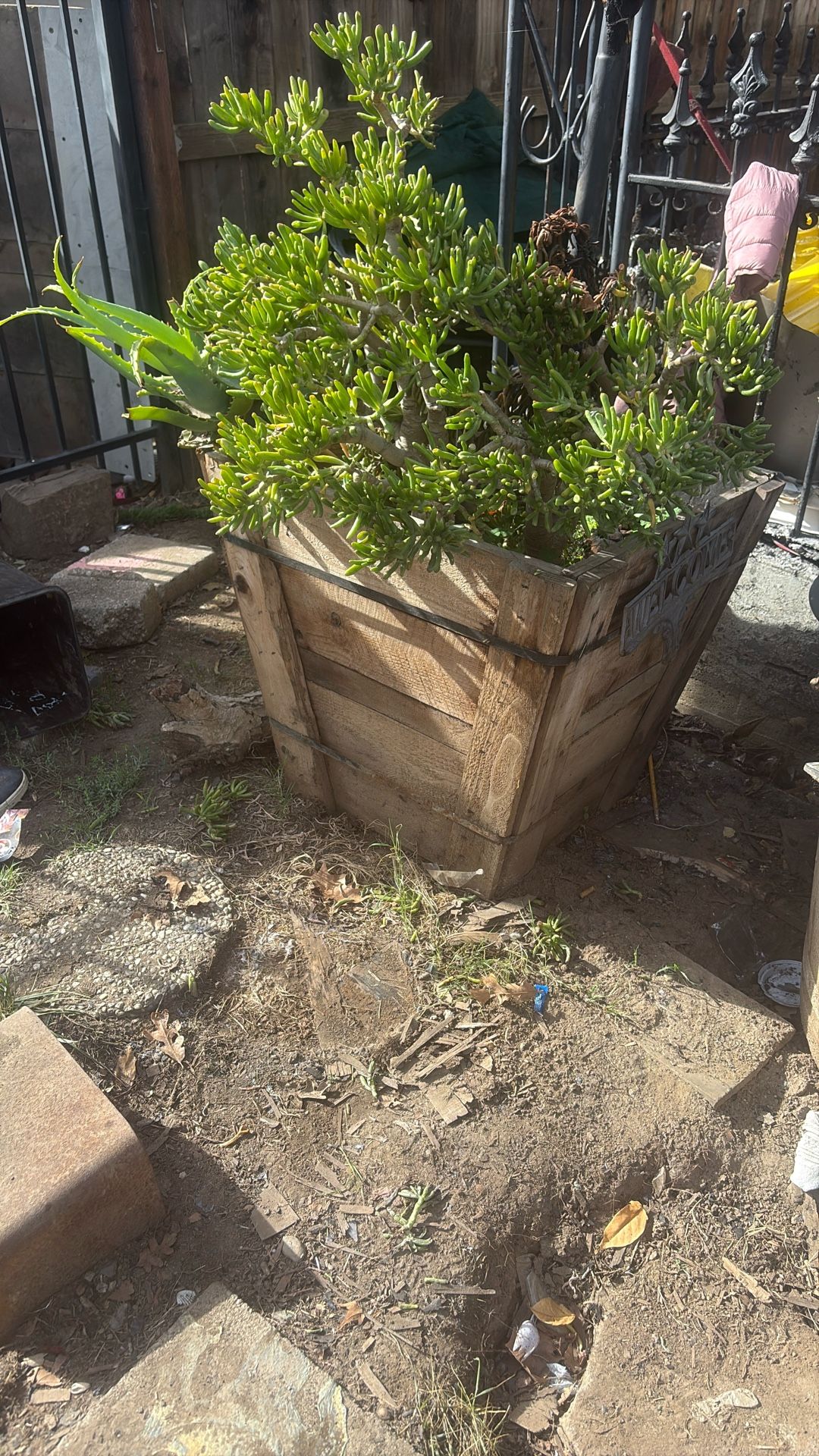 Big Plant Pots Plus Aloe Plant