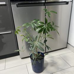 Umbrella Plant